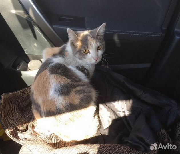 Красавица Бланка-кошечка в хорошие руки