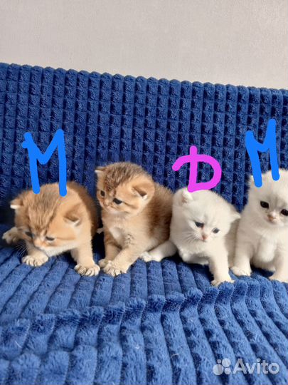 Шотландская