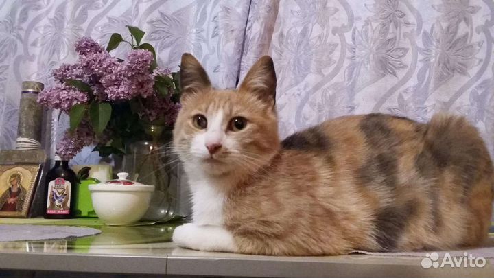 Похищена Кошка