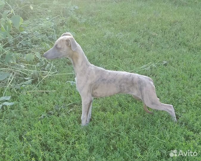 Щенки уиппета