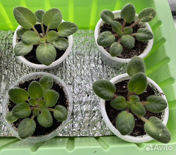 Миниатюрные фиалочки в ассортименте