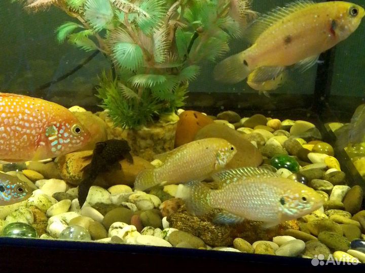 Хромес красавицы