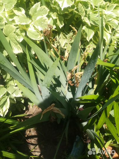 Ирис бородатый карликовый «джинджербрэд мэн»