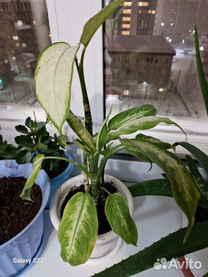 Диффенбахия