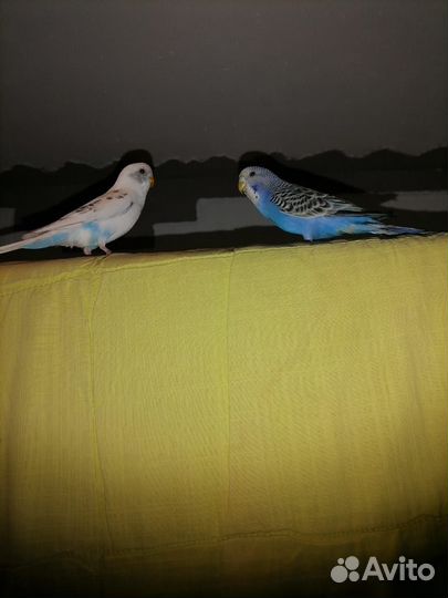 Волнистый попугай с клеткой