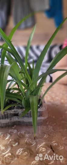 Хлорофиллум