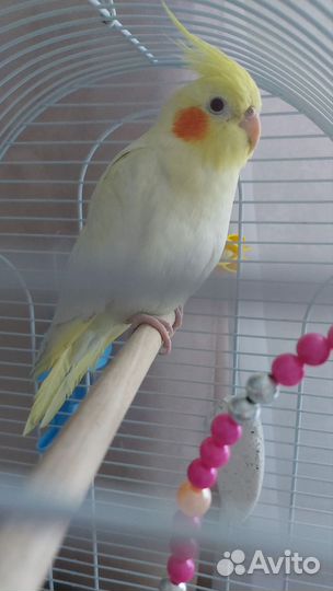 Попугай корелла с клеткой