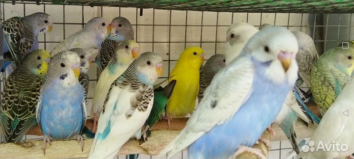 Попугайчики 2мес Волнистики