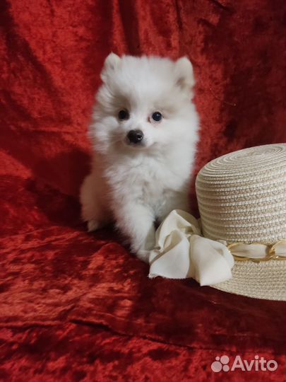 Померанский шпиц