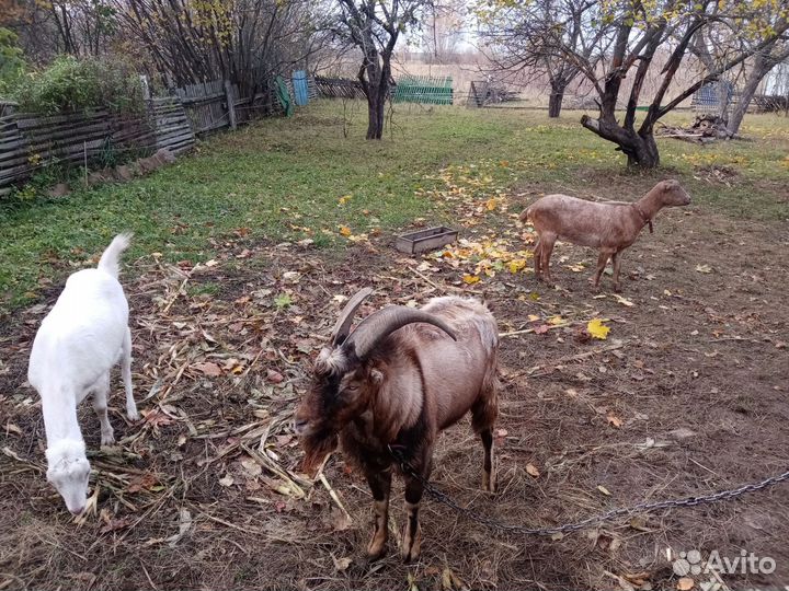 Козы Ламанча