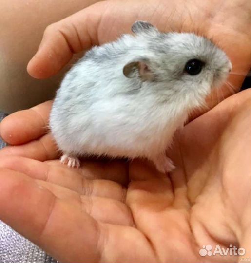 Джунгарский хомяк