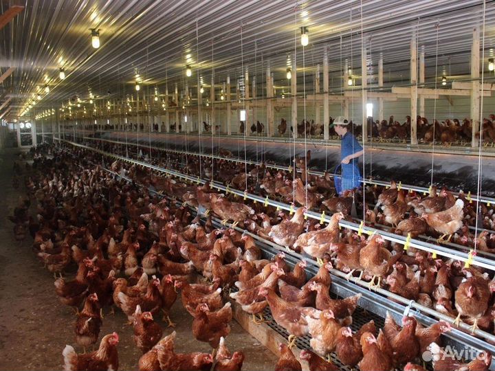 Куры несушки породы Леггорн / Бесплатная доставка