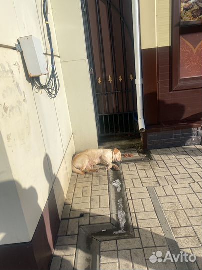 Домашняя собака помесь лабрадора