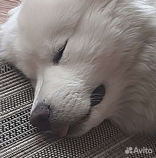 Самоед буду очень рад знакомству с сучкой