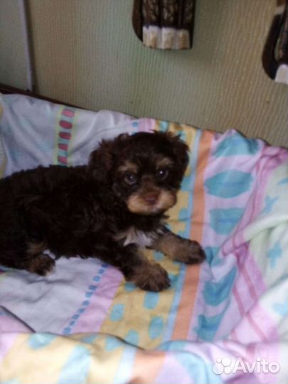 Щенки йорка