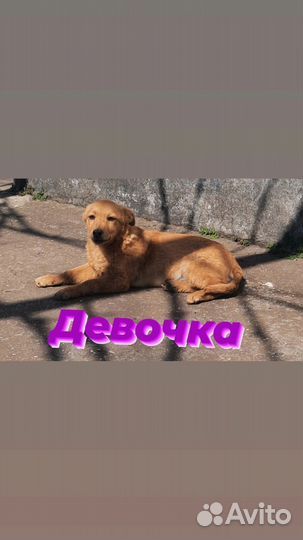 Собака в добрые руки отдам бесплатно