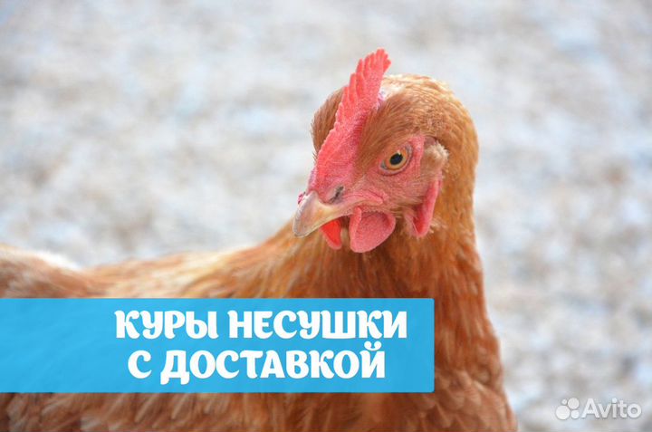 Куры несушки