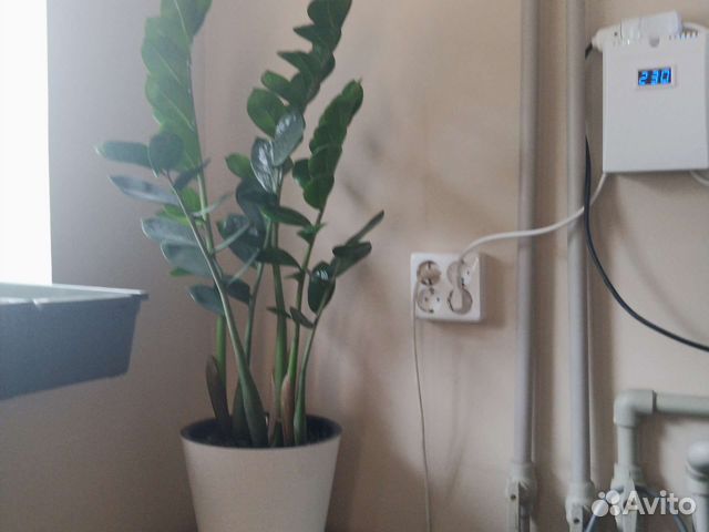 Замиокулькас