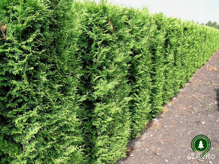 Туя Брабант для дачи. Питомник