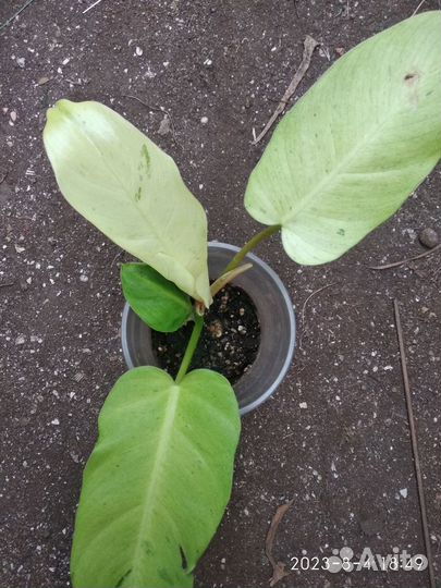 Филодендрон Джангл Февер Сноудрифт (Jungle Fever