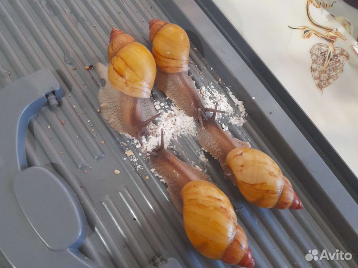 Улитки разных видов