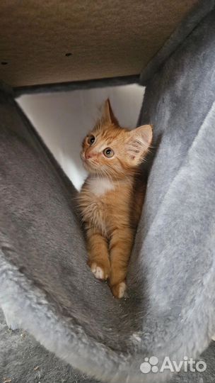 Милый котенок хочет домой