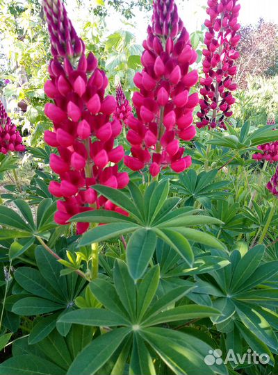 Рассада цветов