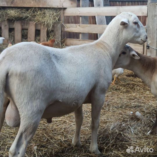 Баран катумской породы