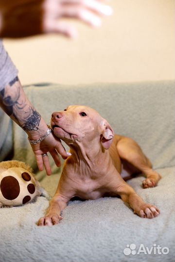 Щенки питбультерьера