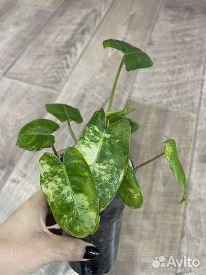 Филодендрон