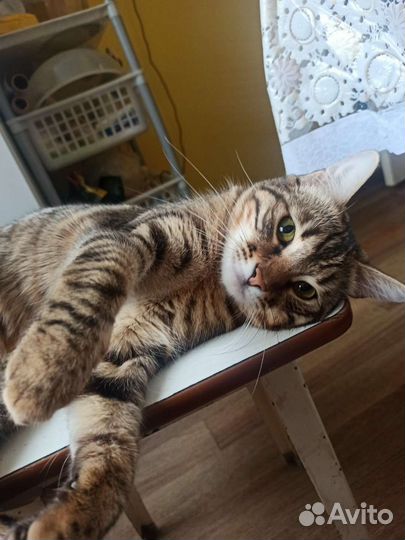 Отдам в дар кошка