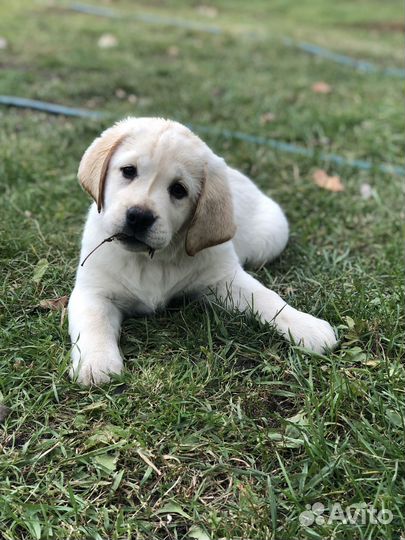 Щенки лабрадора