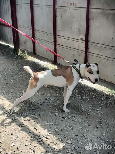 Вязка стаффордширский терьер