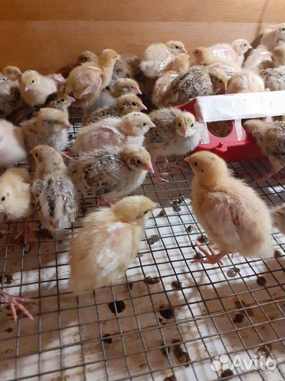 Перепелята суточные