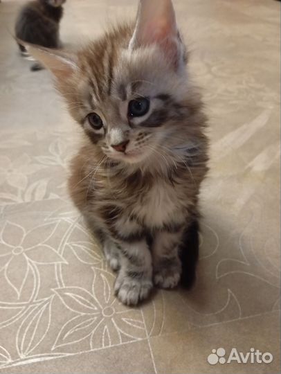 Котята мейнкуна