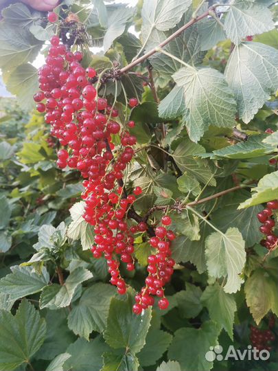 Красная смородина и крыжовник