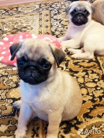 Щенки мопса абрикосового и бежевого окраса