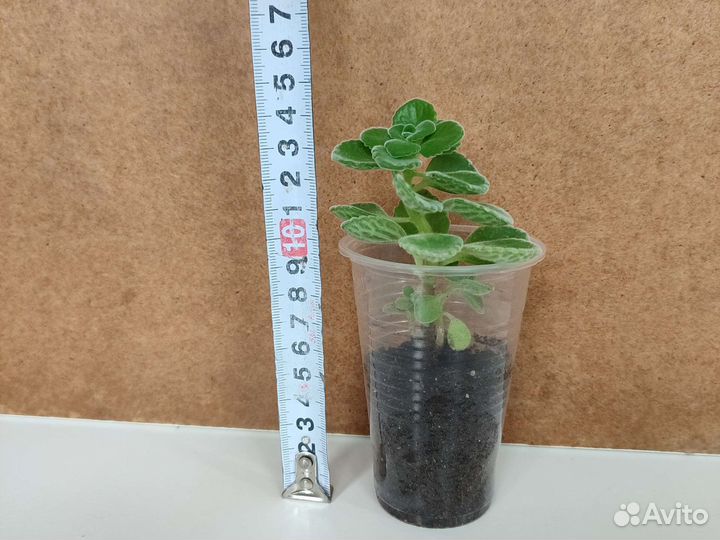 Плектрантус томентоза