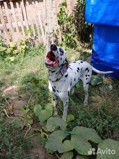 Далматинец