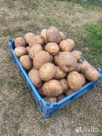 Продам картофель