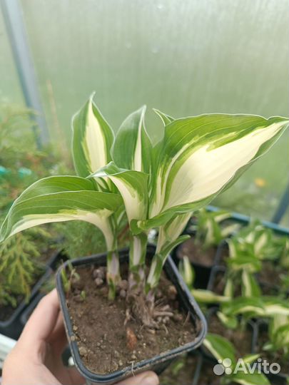 Хосты сортовые