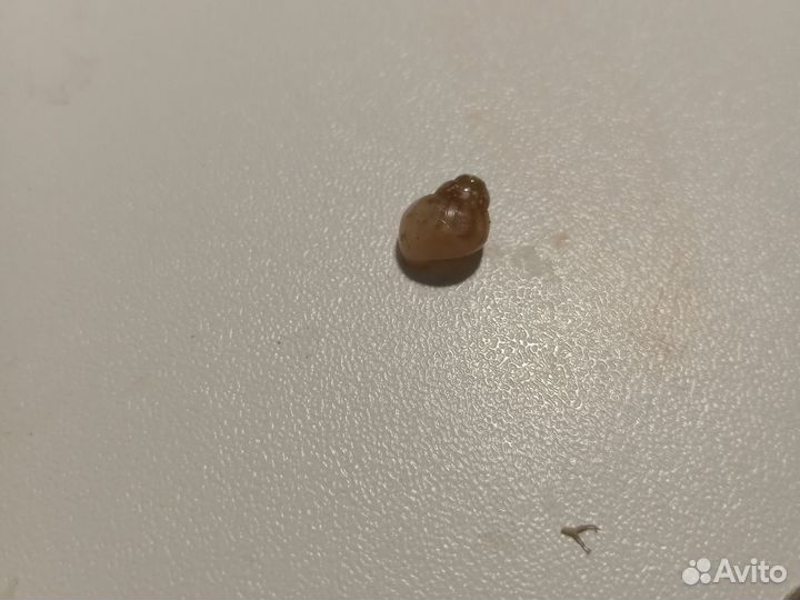 Улитка ахатина фулика