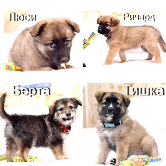 Щенки 1,5 месяца