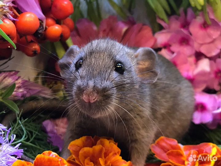 Крысы крысята Дамбо Питомник