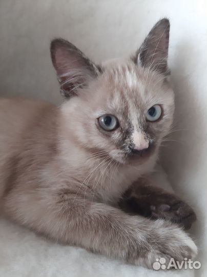 Кошечка в добрые руки