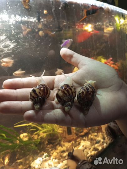 Улитки ахатины