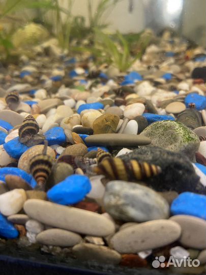 Улитки хилена