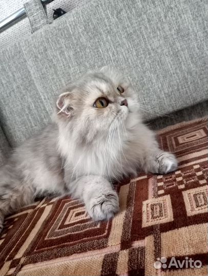 Отдам кошечку