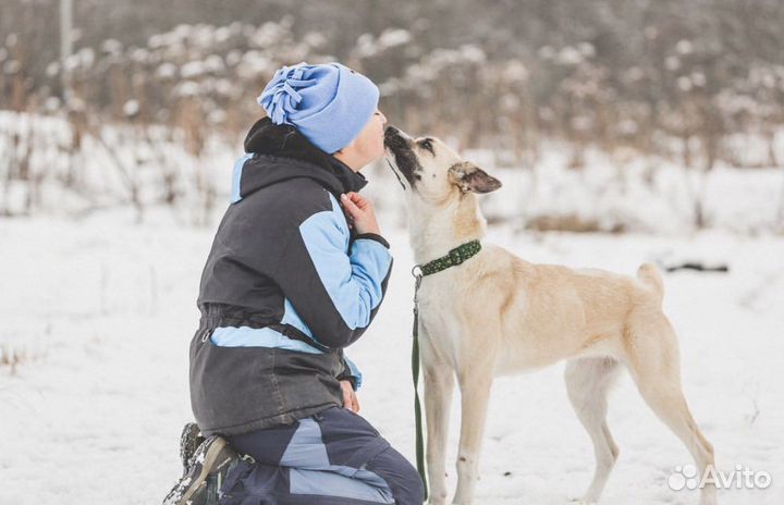 Собака в добрые руки