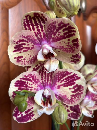 Орхидеи разных сортов